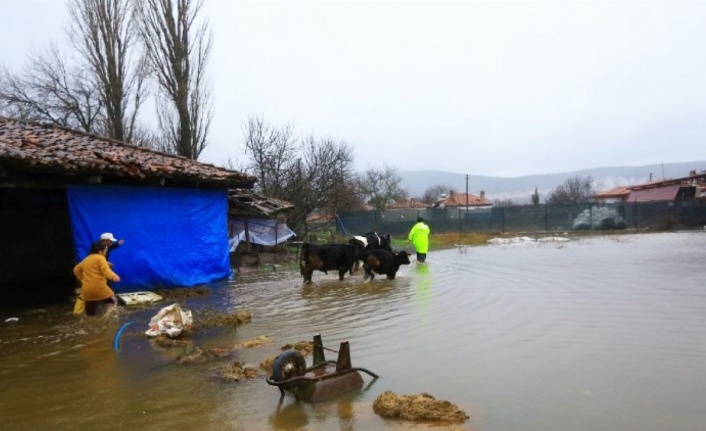 Muğla'da su taşkınında mahsur kalan hayvanlar kurtarıldı 