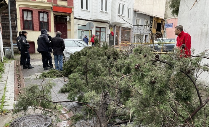 Tekirdağ'da fırtınada devrilen ağaç 3 otomobile zarar verdi