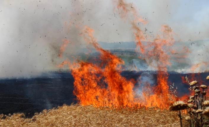 Tekirdağ'da çıkan yangında buğday ekili 300 dönüm alan zarar gördü