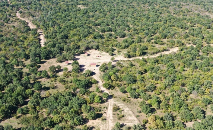 Edirne'de kurulan bal ormanı kalite ve rekolteyi artırdı