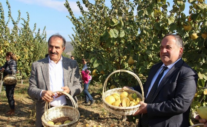 İzmir Selçuk'ta 'ayva' hasadı başladı