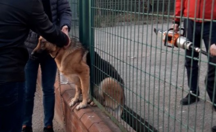 Demir çitlere sıkışan köpeği itfaiye kurtardı