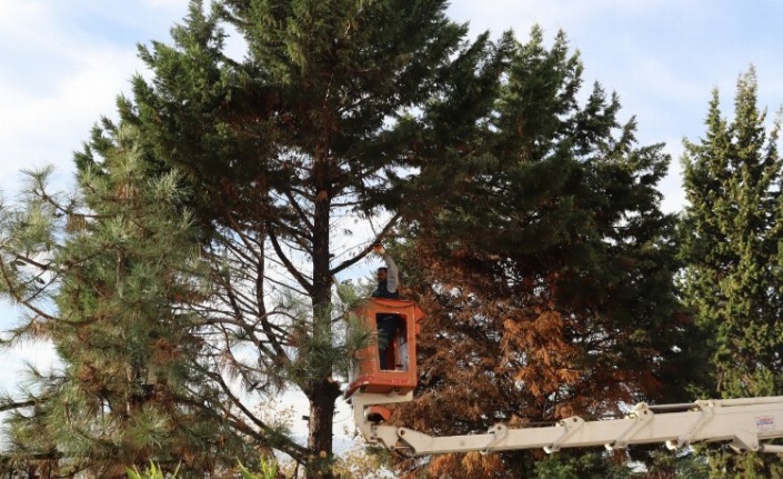 İzmit'te tehlikeli ağaca belediye müdahalesi